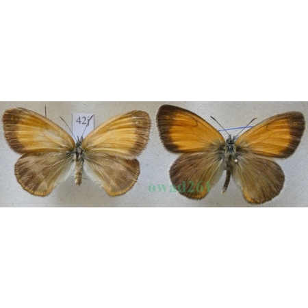 Coenonympha arcania Linnaeus, 1761 pair Strzępotek perełkowiec Czech42j
